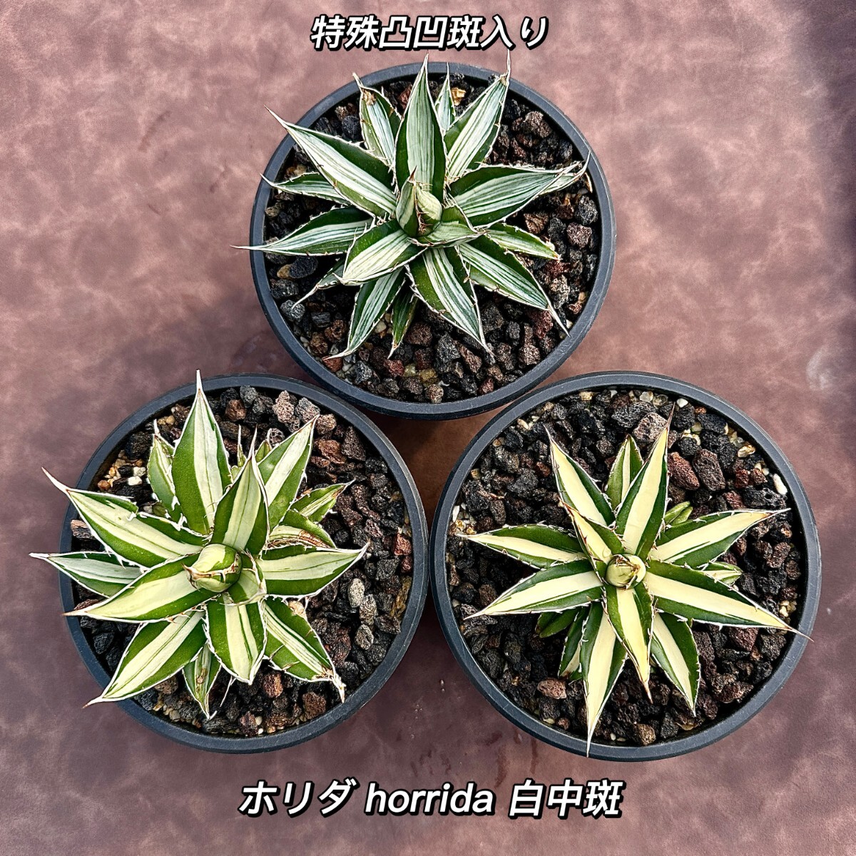 Yahoo!オークション - 【Lj_plants】W448 多肉植物アガベ ホリダ Yahoo!オークション - 【Lj_plants】W448 多肉植物アガベ ホリダ
