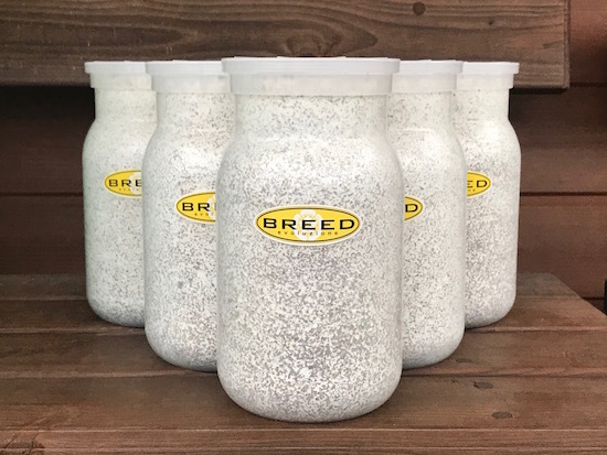 高品質・高性能 BREED菌糸ビン 1100ml 単品 特価(ブリード 菌糸 高品質・高性能 BREED菌糸ビン 1100ml 単品 特価(ブリード 菌糸
