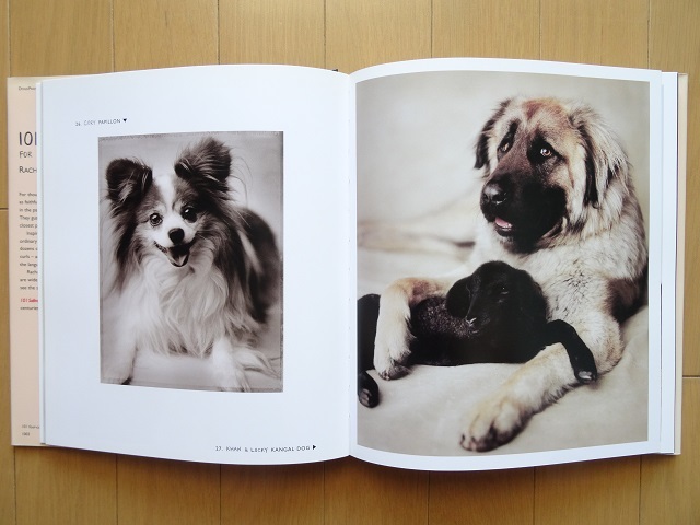 ヤフオク 洋書 犬の写真集 本 動物 アート