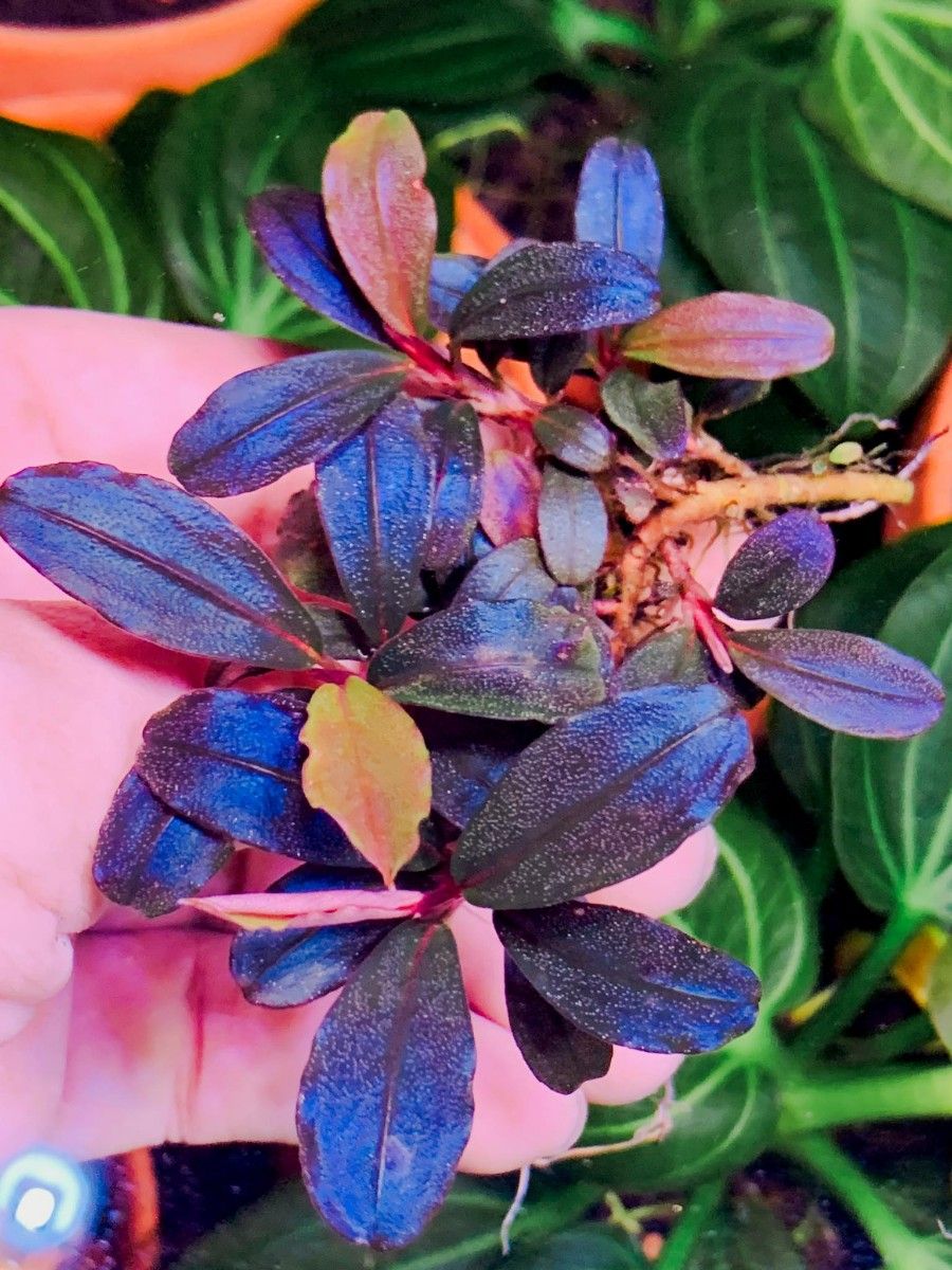 水中葉 ブセファランドラ クダガン Bucephalandra ブセファランドラsp Neo 2016 水草(水中葉)|Yahoo!フリマ(旧