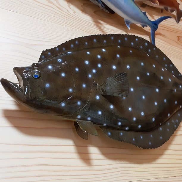 レプリカ 座布団 ヒラメ 67cm / 平目 船釣り レプリカ 座布団 ヒラメ 67cm / 平目 船釣り