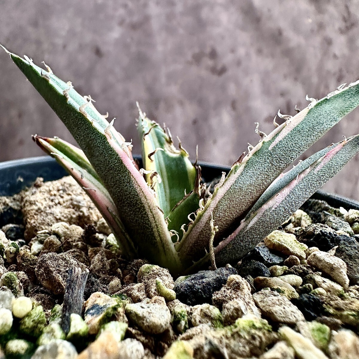 Lj_plants Z571 ã¢ã¬ã ãã¿ãã¿ çœé¯šéŠ æ¥µäžæå
¥ã çœèŠèŒª çžæ è¶
æ ª ç¶ºéºæ ª(ã¢ã¬ã)ïœå£²è²·ããããªãŒã¯ã·ã§ã³æ
å ±ãyahooã®ååæ
å ±ãã¢ãŒã«ã€ãå
¬é - ãªãŒã¯ãã¡ã³ èŠ³èæ€ç© Lj_plants Z571 ã¢ã¬ã ãã¿ãã¿ çœé¯šéŠ æ¥µäžæå
¥ã çœèŠèŒª çžæ è¶
æ ª ç¶ºéºæ ª(ã¢ã¬ã)ïœå£²è²·ããããªãŒã¯ã·ã§ã³æ
å ±ãyahooã®ååæ
å ±ãã¢ãŒã«ã€ãå
¬é - ãªãŒã¯ãã¡ã³ èŠ³èæ€ç©
