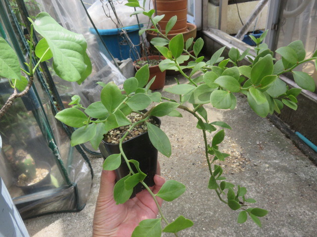 ペイレスキア 塊根性木の葉サボテン 月の桂 幻の品(サボテン ペイレスキア 塊根性木の葉サボテン 月の桂 幻の品(サボテン