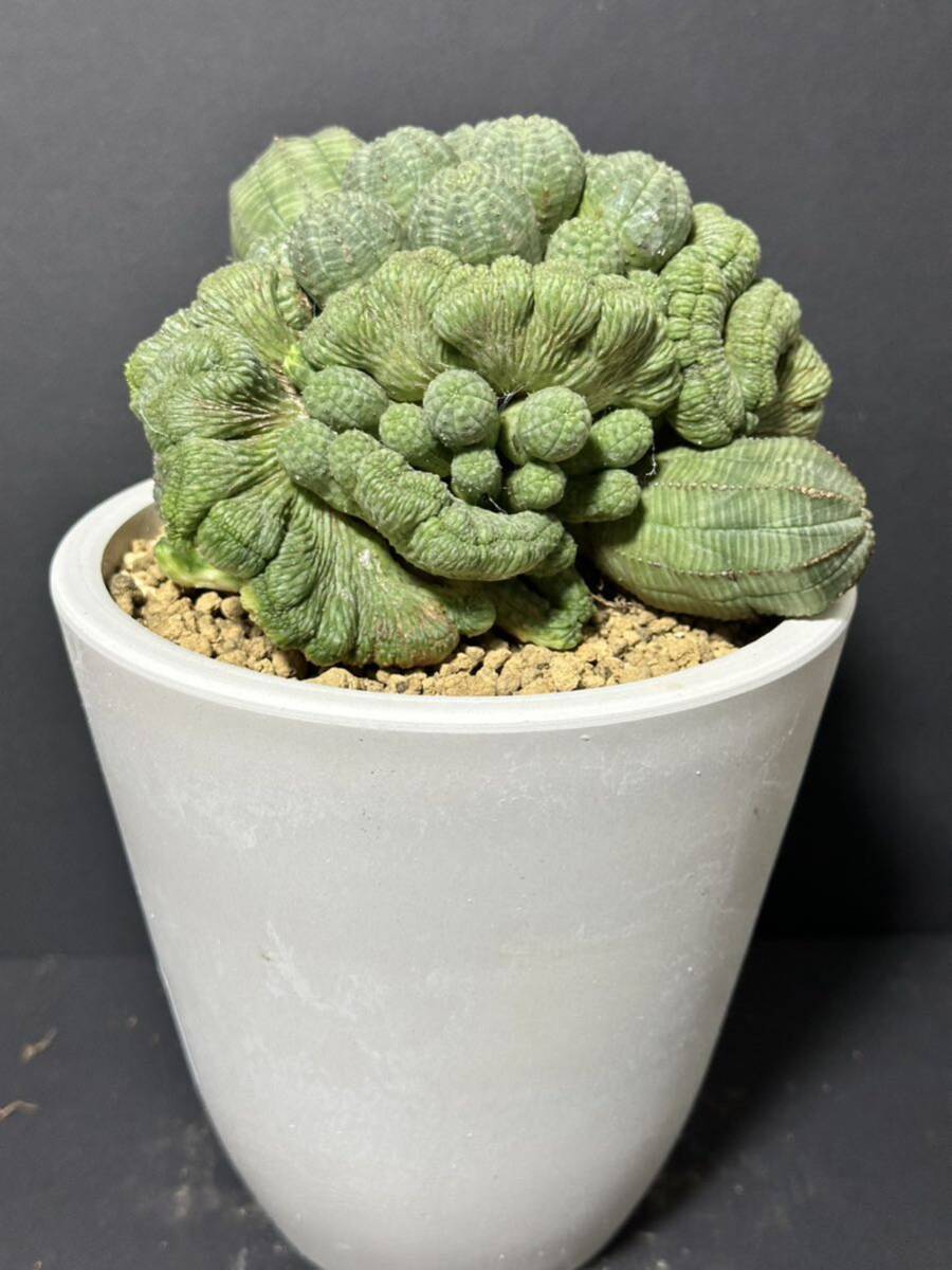 Bibian 比比昂- No.274 特選Euphorbia obesa 綴化・子吹 Bibian 比比昂- No.274 特選Euphorbia obesa 綴化・子吹
