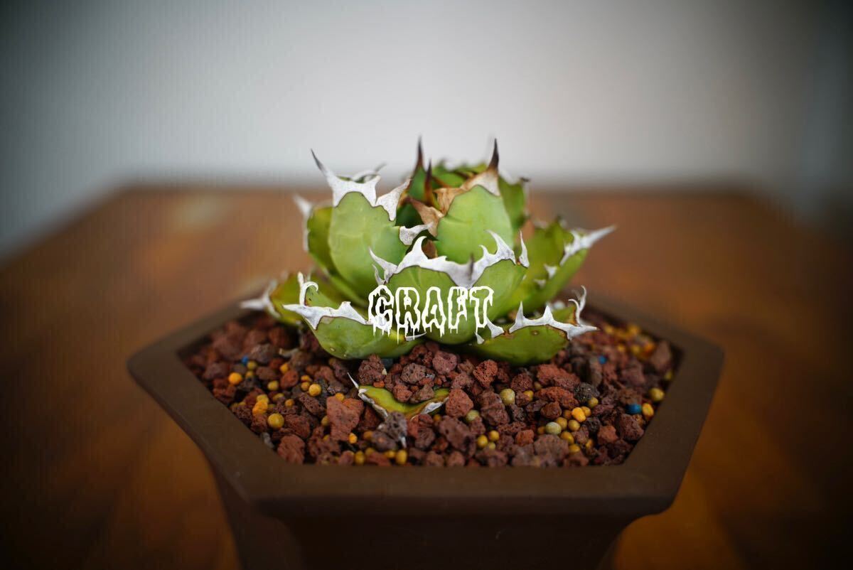 アガベ AGAVE チタノタ 姫厳竜-002子株 検 COK CG-01 追星 大白 アガベ AGAVE チタノタ 姫厳竜-002子株 検 COK CG-01 追星 大白