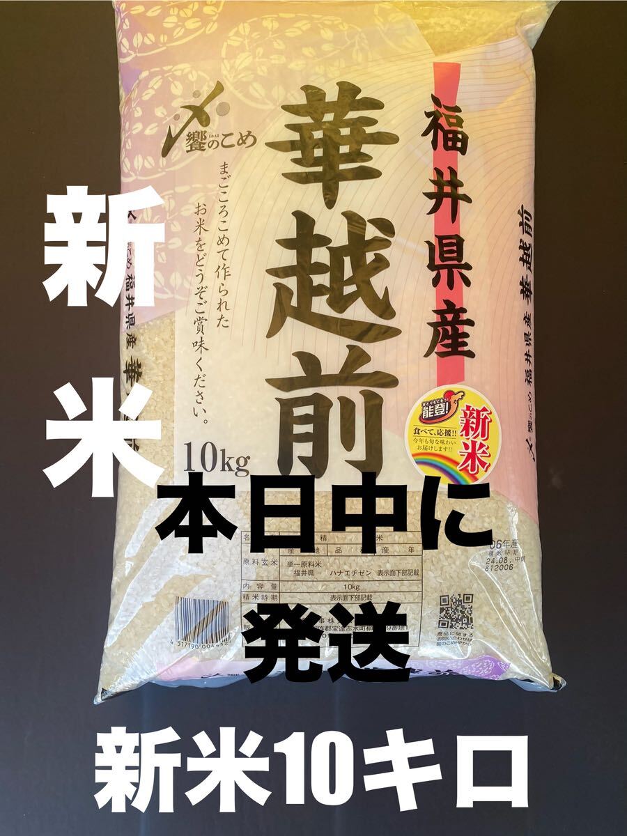 新米10キロ 令和6年産 8月中旬精米 お米10キロ 華越前10kg 米 8 新米10キロ 令和6年産 8月中旬精米 お米10キロ 華越前10kg 米 8