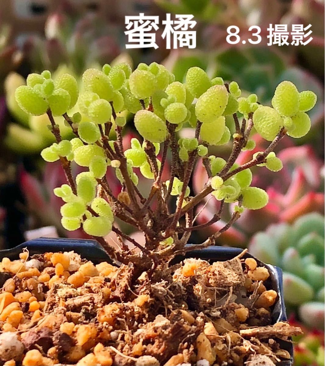 ドロサンテマム 蜜橘 現品発送 レア 紅葉可愛いです 美株 多肉 ドロサンテマム 蜜橘 現品発送 レア 紅葉可愛いです 美株 多肉