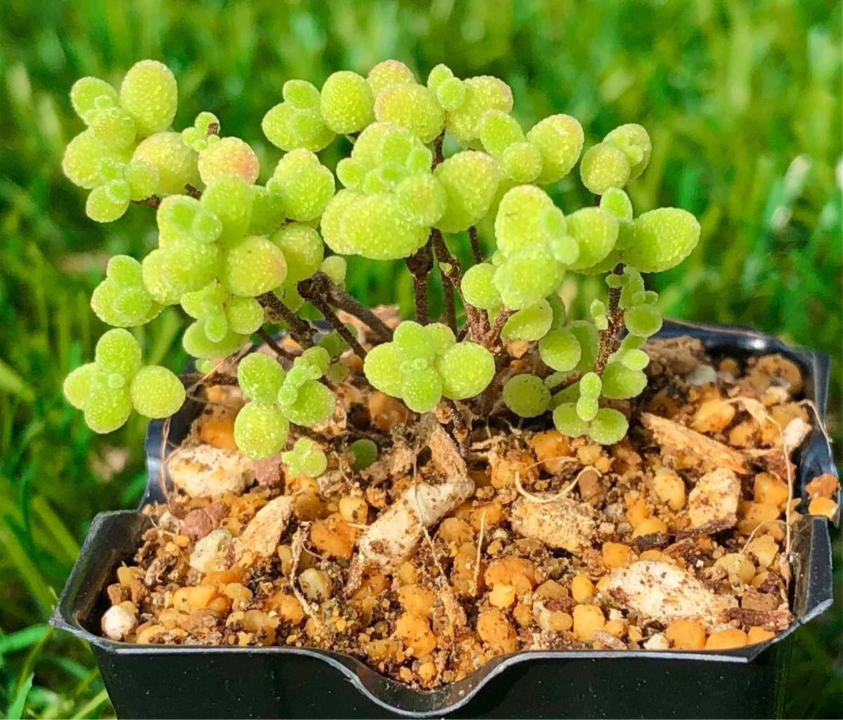 ドロサンテマム 蜜橘 現品発送 レア 紅葉可愛いです 美株 多肉