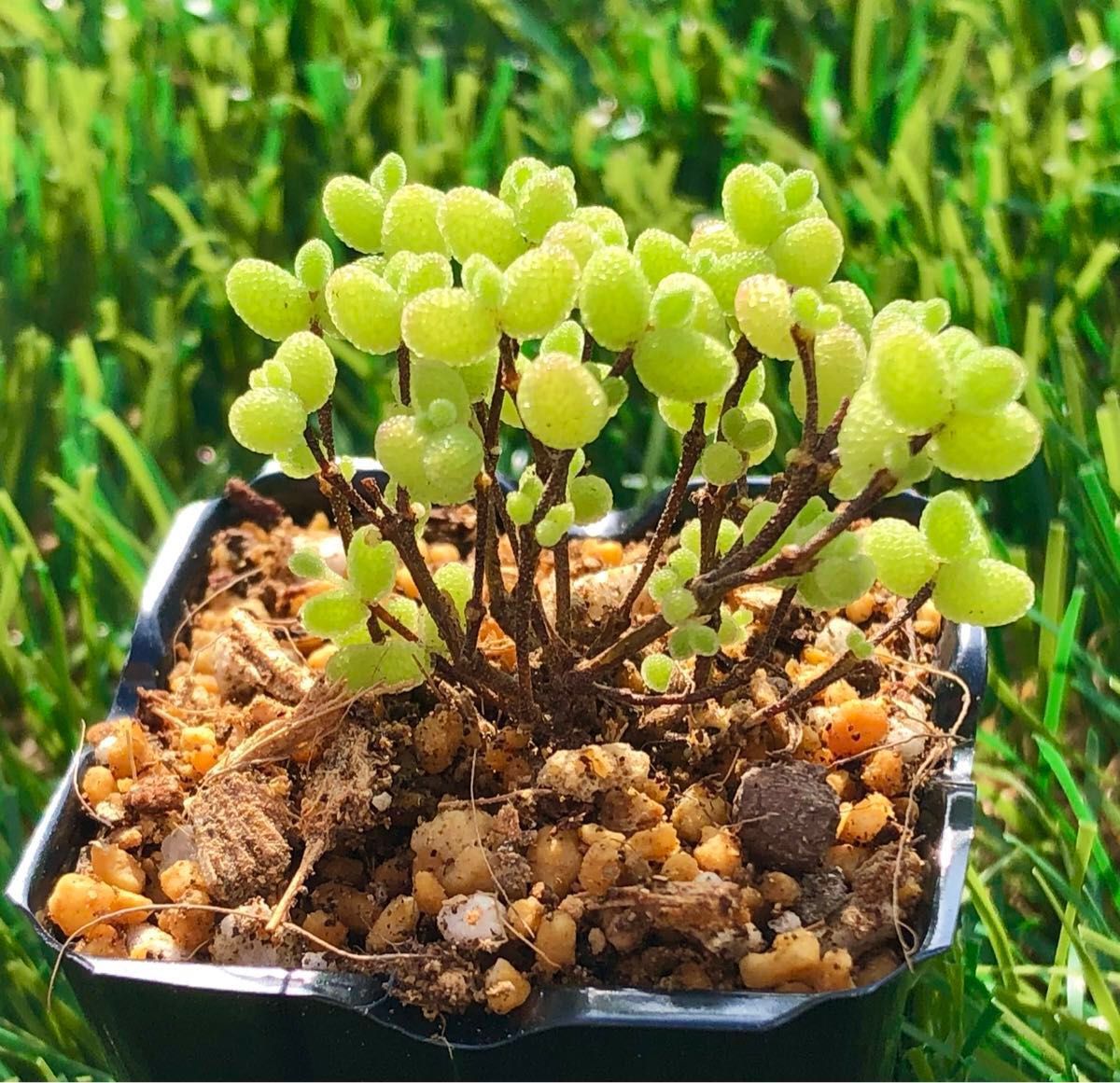 ドロサンテマム 蜜橘 現品発送 レア 紅葉可愛いです 美株 多肉 ドロサンテマム 蜜橘 現品発送 レア 紅葉可愛いです 美株 多肉