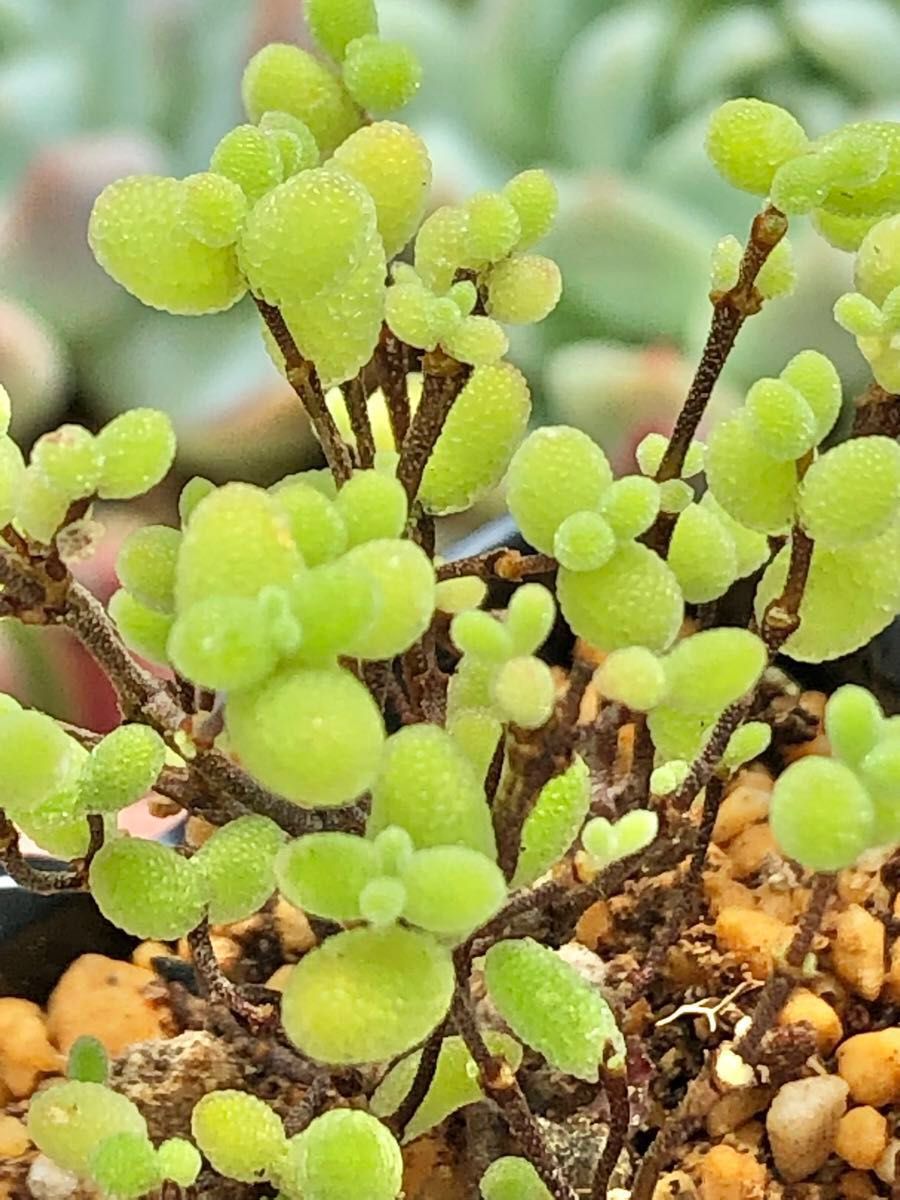 ドロサンテマム 蜜橘 カット苗 現品発送 レア 紅葉可愛いです 美 ドロサンテマム 蜜橘 カット苗 現品発送 レア 紅葉可愛いです 美