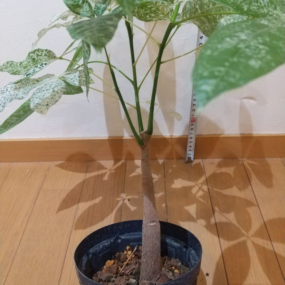 二股 三股 四股 斑入り 実生 パキラ 白斑 ミルキーウェイ レア 二股 三股 四股 斑入り 実生 パキラ 白斑 ミルキーウェイ レア