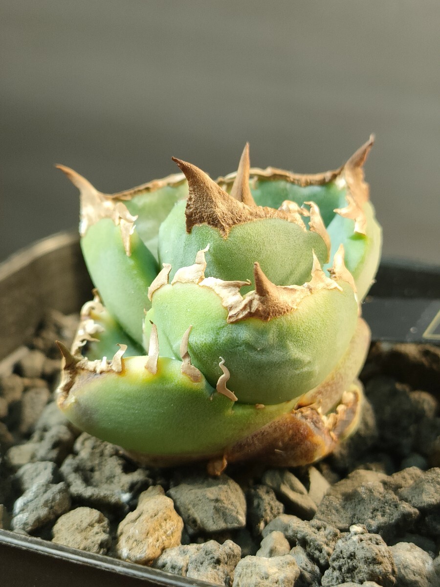 hiiro】稀少 アガベ 清櫻 子株 agave seo 清桜(検 チタノタ hiiro】稀少 アガベ 清櫻 子株 agave seo 清桜(検 チタノタ