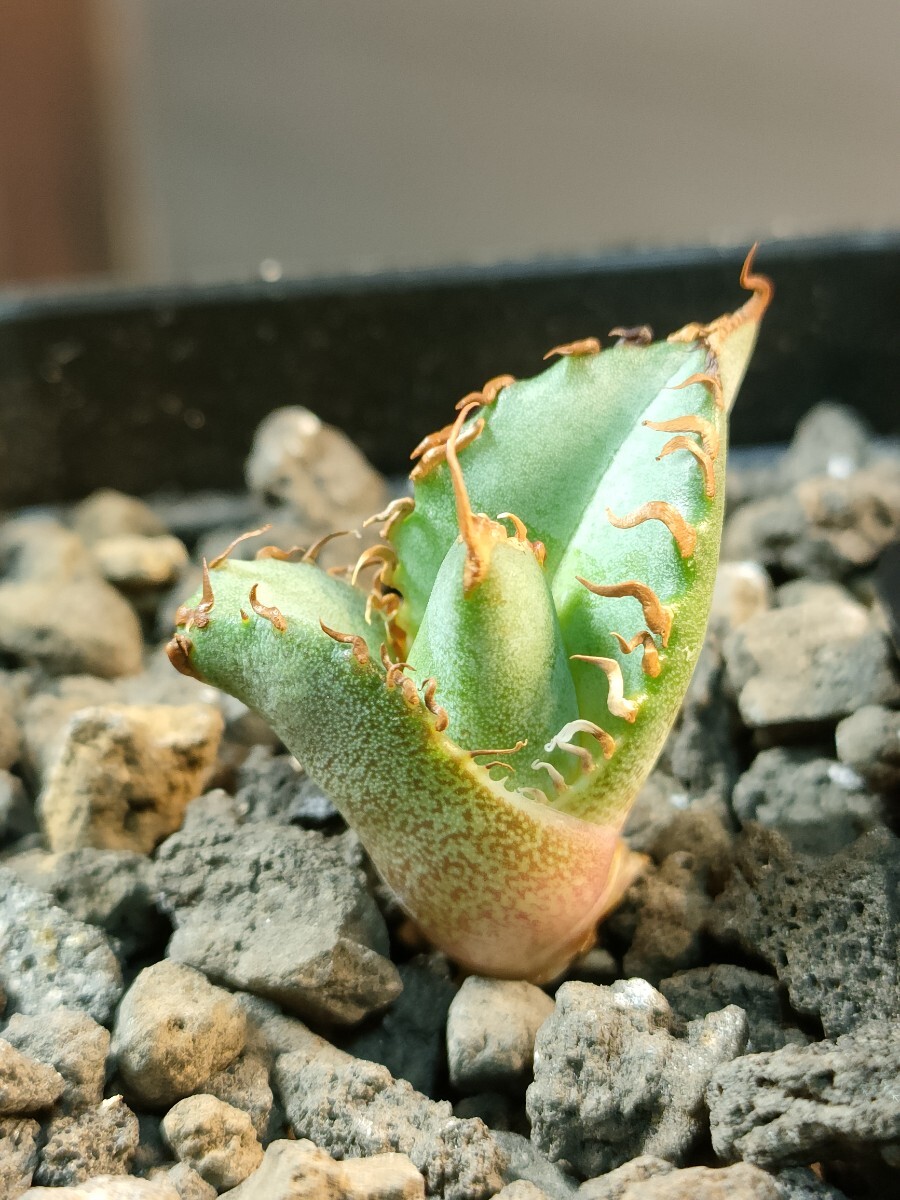 hiiro】アガベ 雷鳥 子株 agave titanota thunder bird(検 hiiro】アガベ 雷鳥 子株 agave titanota thunder bird(検