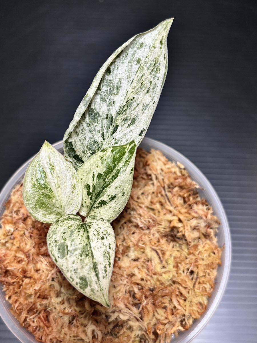 Yahoo!オークション - レア希少種 Scindapsus Peasun Variegated Yahoo!オークション - レア希少種 Scindapsus Peasun Variegated