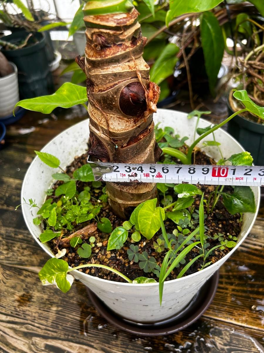 クワズイモ斑入り3本|観葉植物 クワズイモ斑入り3本|観葉植物