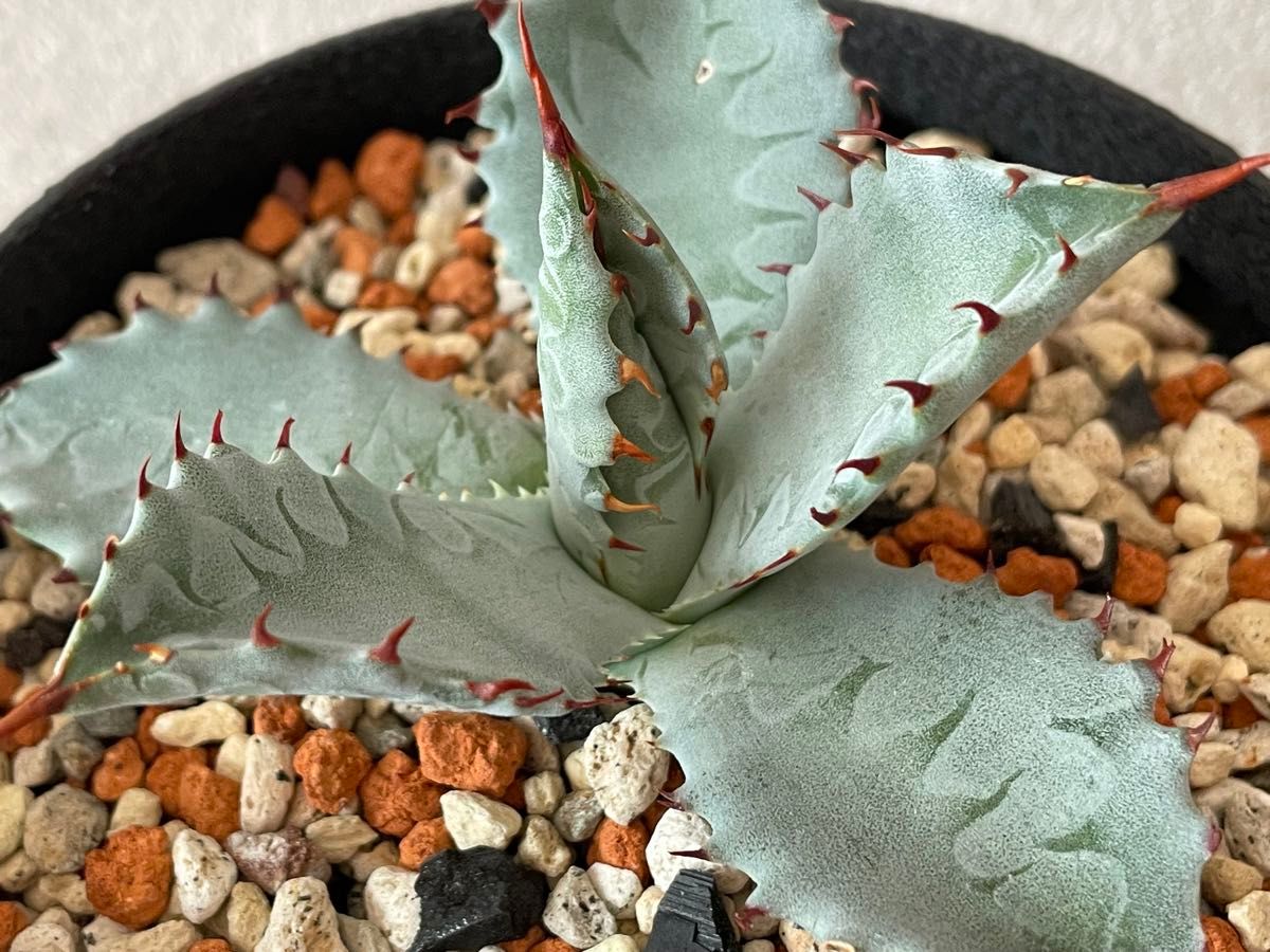 人気 KOBA PLANTS お気に入りのこいつも 【屈原の舞扇×甲蟹 人気 KOBA PLANTS お気に入りのこいつも 【屈原の舞扇×甲蟹