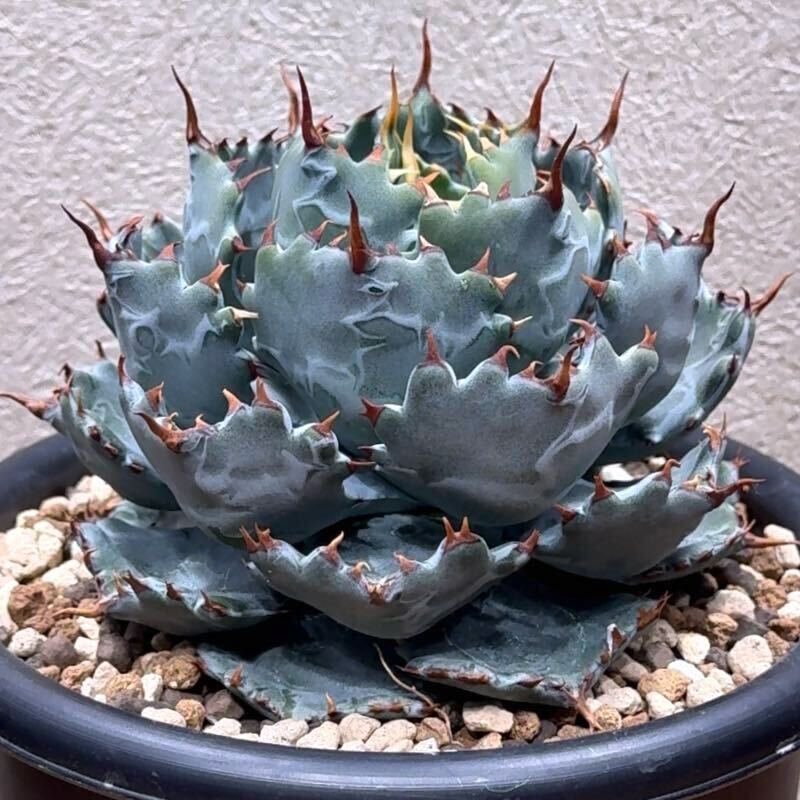 Yahoo!オークション - 【FK PLANTS】 Agave hybrid '姫蠍蟹 Yahoo!オークション - 【FK PLANTS】 Agave hybrid '姫蠍蟹