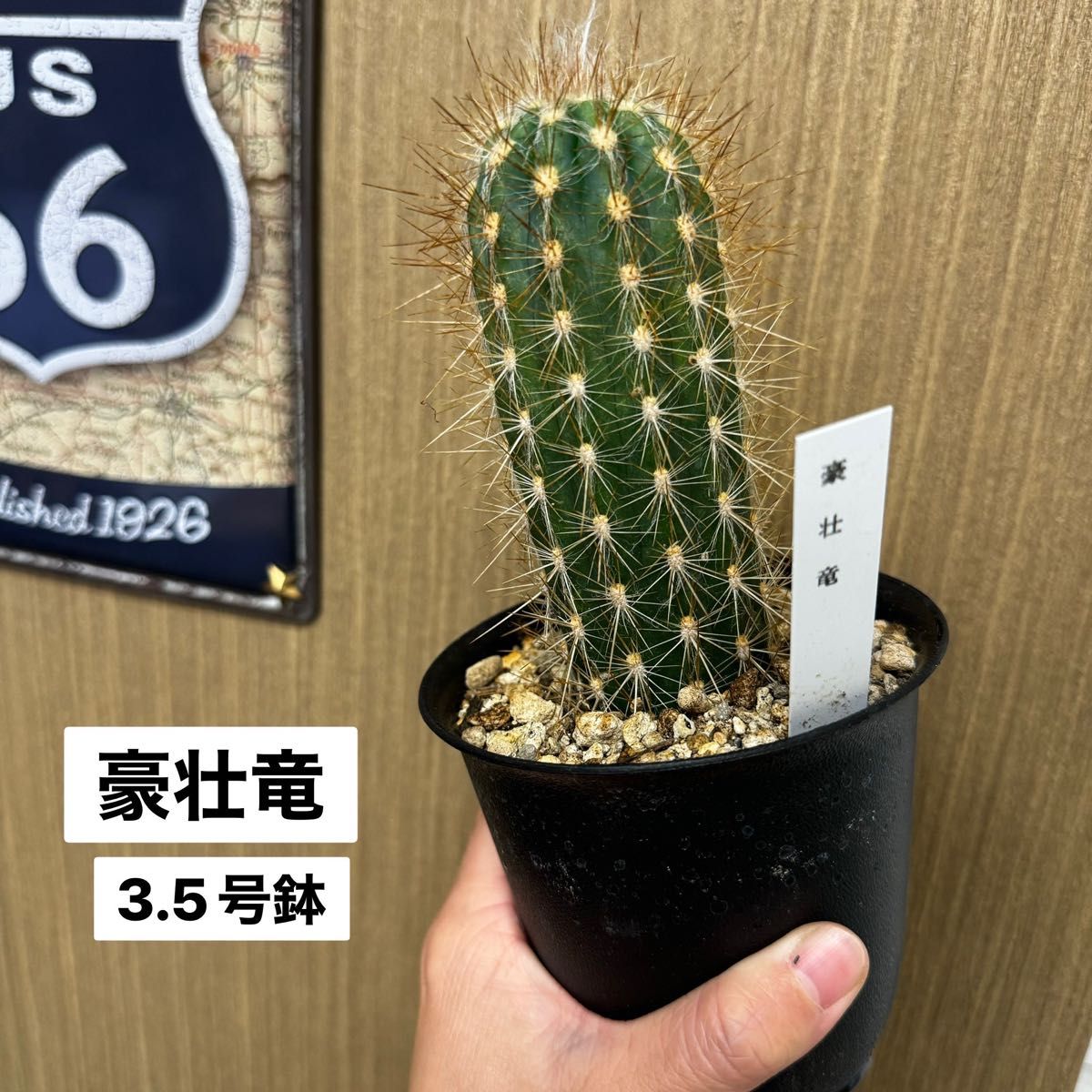 サボテン《豪壮竜》3 5号|Yahoo!フリマ(旧PayPayフリマ) サボテン《豪壮竜》3 5号|Yahoo!フリマ(旧PayPayフリマ)