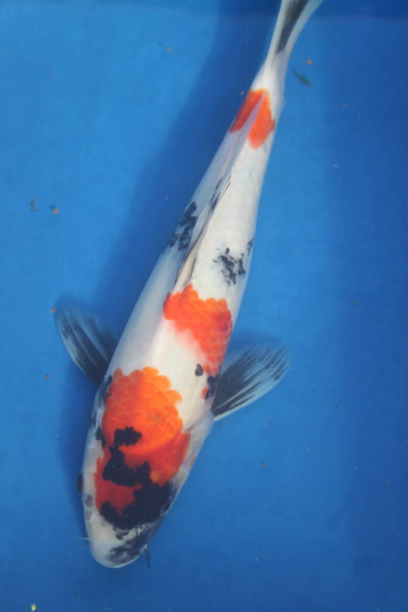 * special selection *. peace 5 year production large day group beautiful pattern ... .. Showa era 35cm degree 