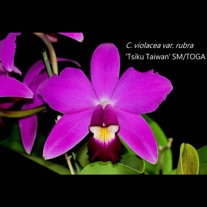 (^。 ^)(68) C.violacea‘Tsiku Taiwan’SM/TOGA