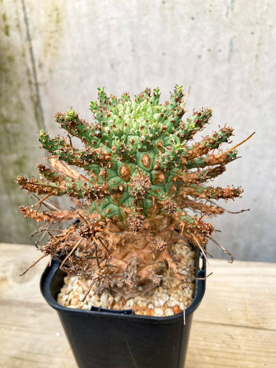 Yahoo!オークション - Euphorbia decepta F264【大株・良型 Yahoo!オークション - Euphorbia decepta F264【大株・良型