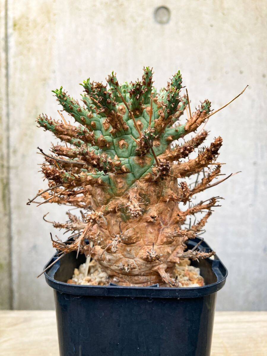Yahoo!オークション - Euphorbia decepta F264【大株・良型 Yahoo!オークション - Euphorbia decepta F264【大株・良型