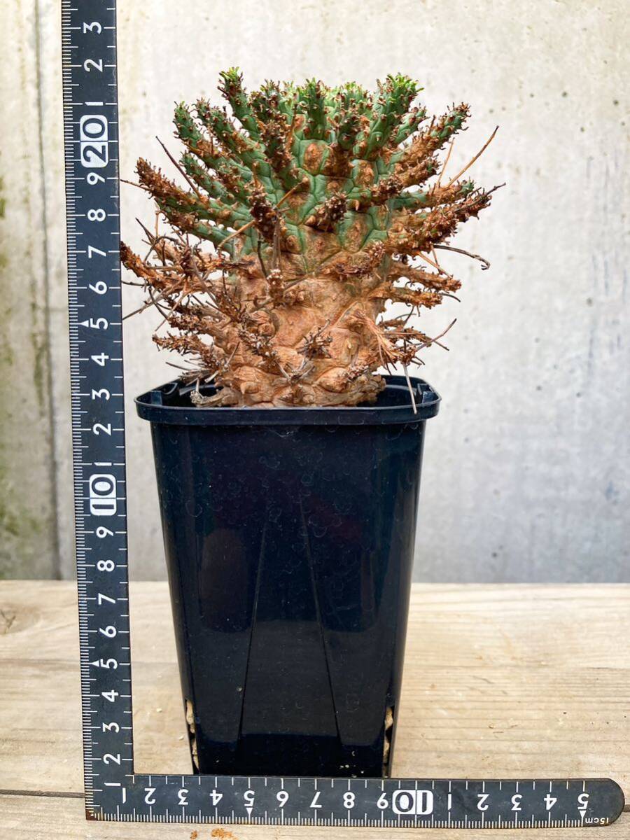 Yahoo!オークション - Euphorbia decepta F264【大株・良型 Yahoo!オークション - Euphorbia decepta F264【大株・良型