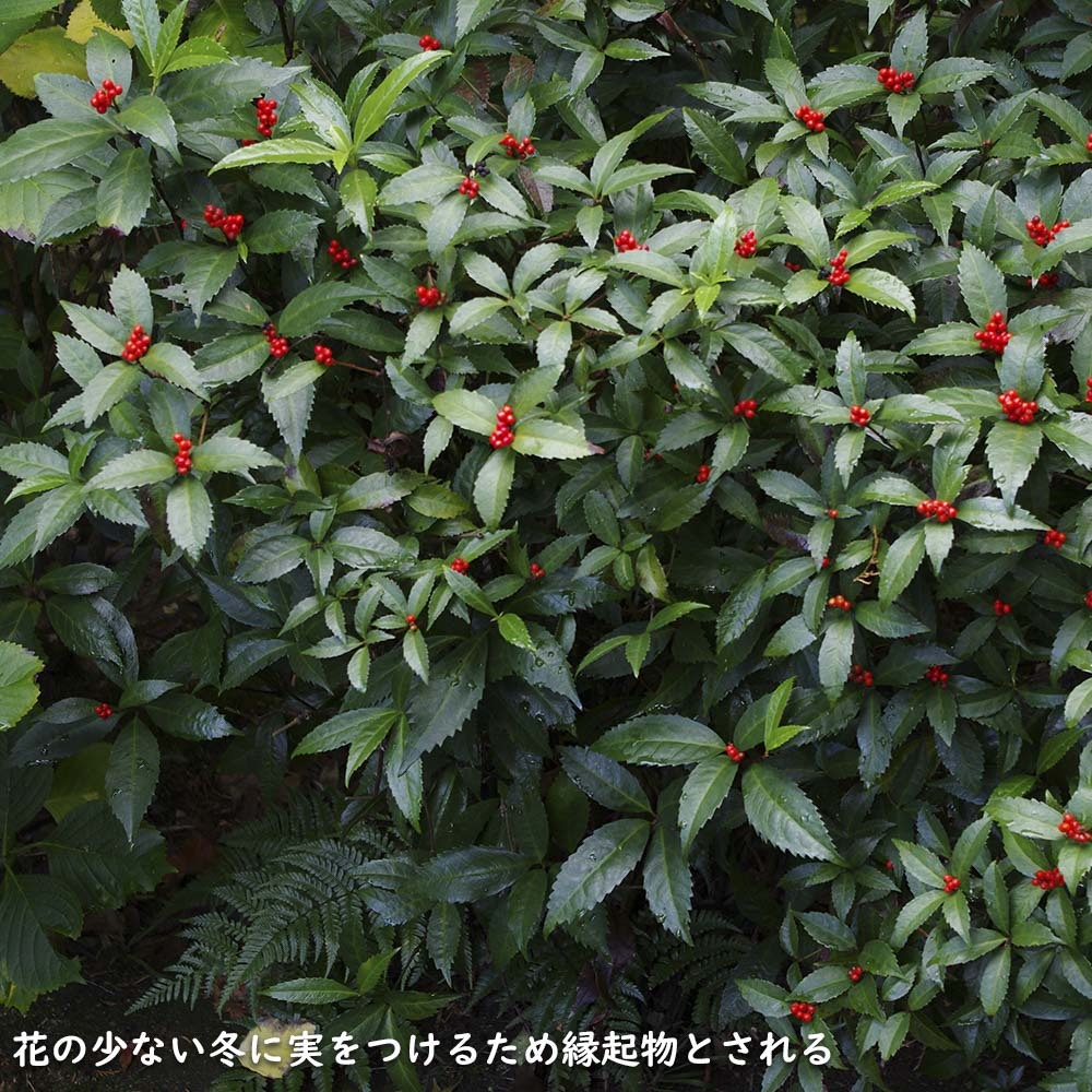 item_image_10