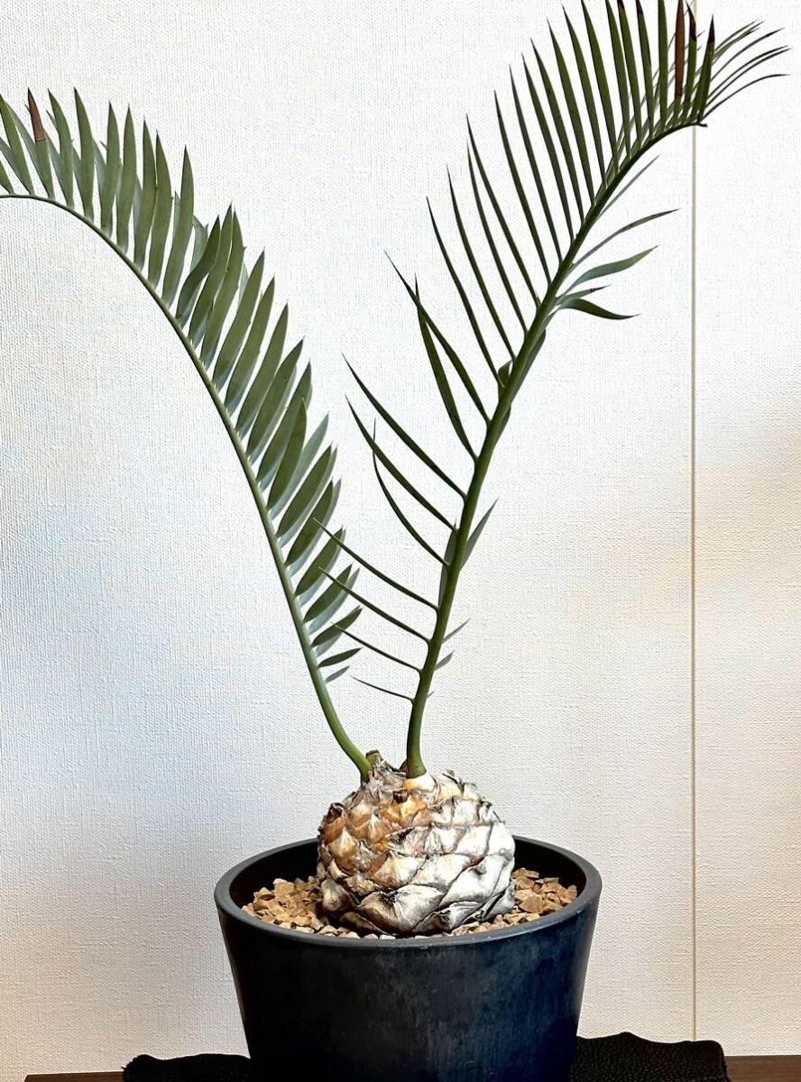 栽培30年 古株 Encephalartos trispinosus エンセファラルトス 栽培30年 古株 Encephalartos trispinosus エンセファラルトス