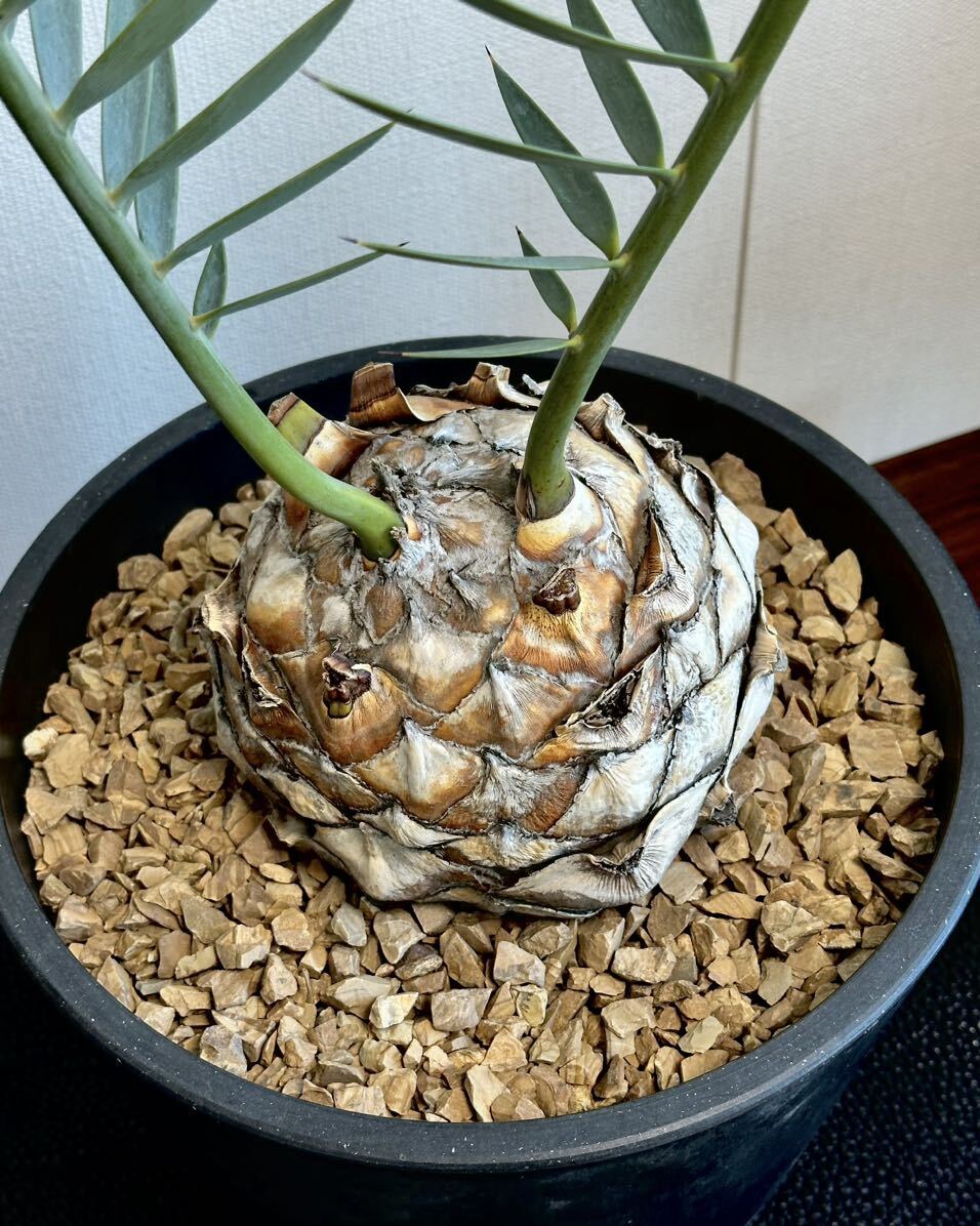 栽培30年 古株 Encephalartos trispinosus エンセファラルトス 栽培30年 古株 Encephalartos trispinosus エンセファラルトス