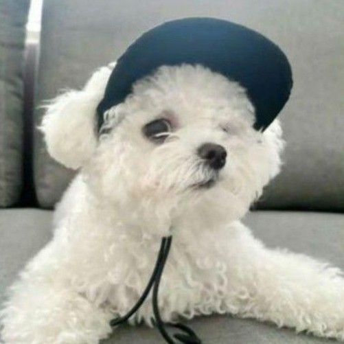激カワ】【miumiu】ミュウミュウ 犬用 帽子ドッグキャップ 激カワ】【miumiu】ミュウミュウ 犬用 帽子ドッグキャップ