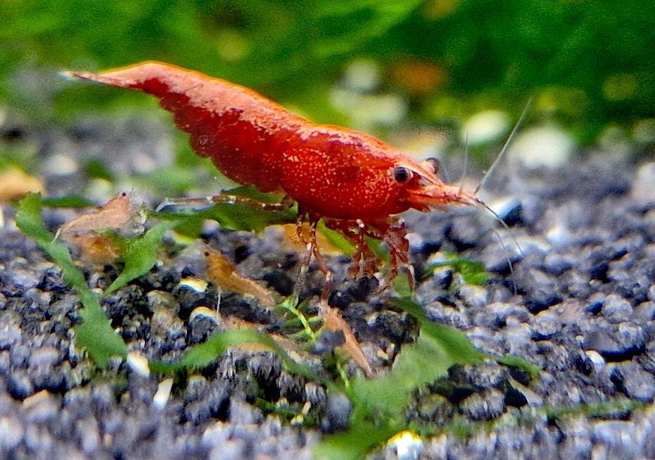 * red fire - shrimp 20 pcs [10 pcs,20 pcs,30 pcs,50 pcs,100 pcs ]