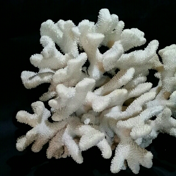 1 珊瑚 特大 飾り サンゴ礁 置物 白 海水魚 水槽 レイアウト インテリア 化石(水槽装飾品)｜売買されたオークション情報、yahooの