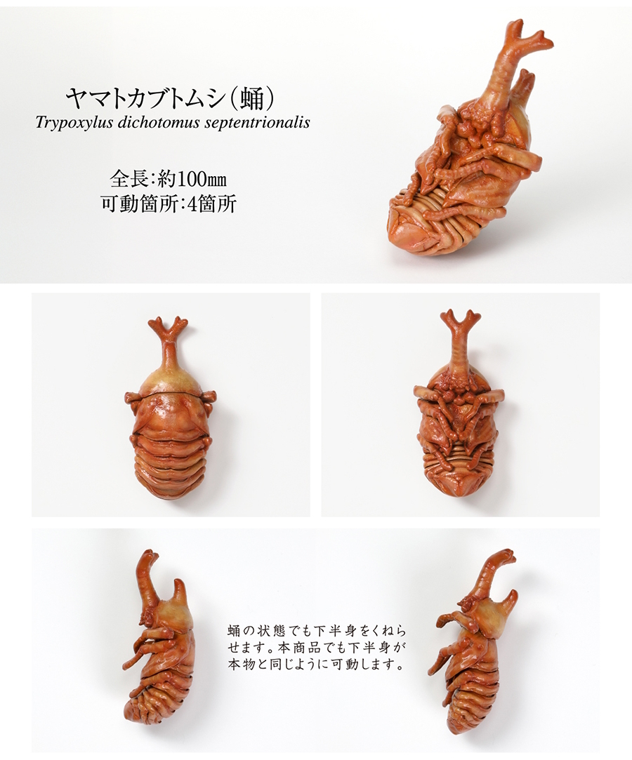 ヤマトカブトムシ 蛹 ガシャポンオンライン版 単品 .いきもの大 ヤマトカブトムシ 蛹 ガシャポンオンライン版 単品 .いきもの大