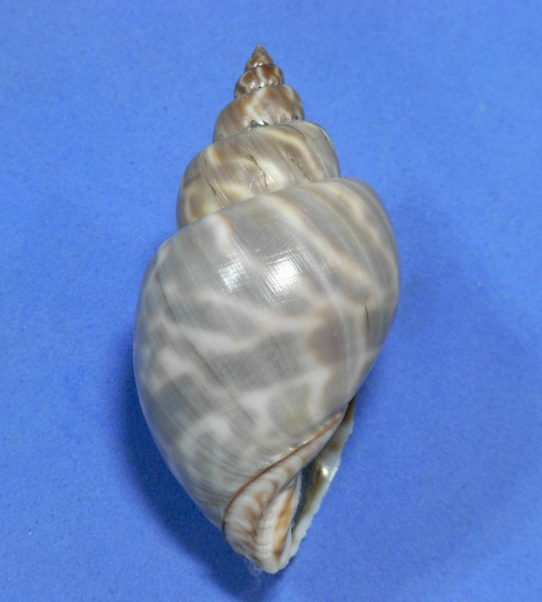 貝の標本 Babylonia formosae habei 55.2mm.w/o. 台湾_画像2