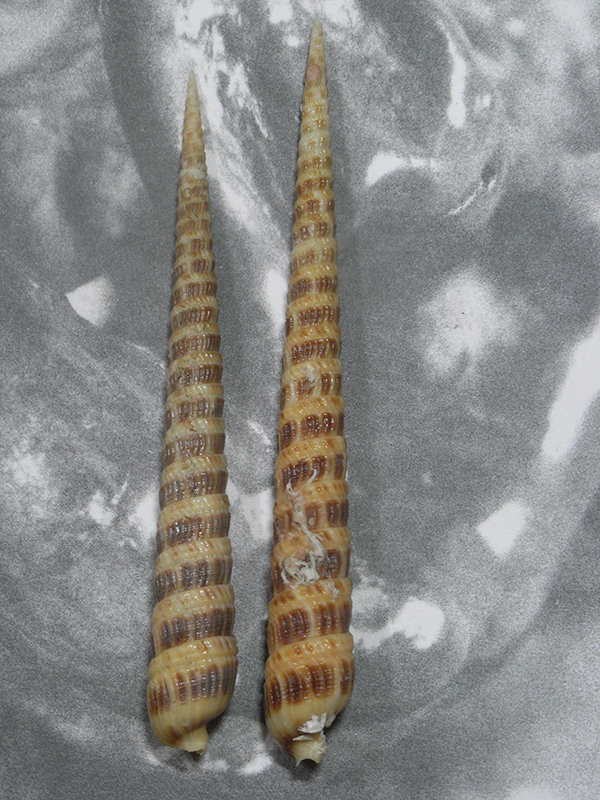 貝の標本 Myurella fujitai set 2.deep water 台湾の画像1