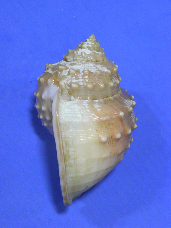  раковина моллюска     образец  Echinophoria carnosa 86mm.w/o.deer water.  Тайвань 
