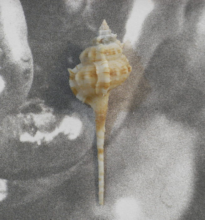 貝の標本 Vpkesimurex gallinago 70.5mm 台湾_画像1