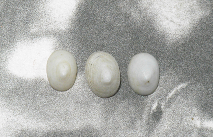  раковина моллюска     образец  Pectinodpnta rhyssa set 3.  Тайвань 