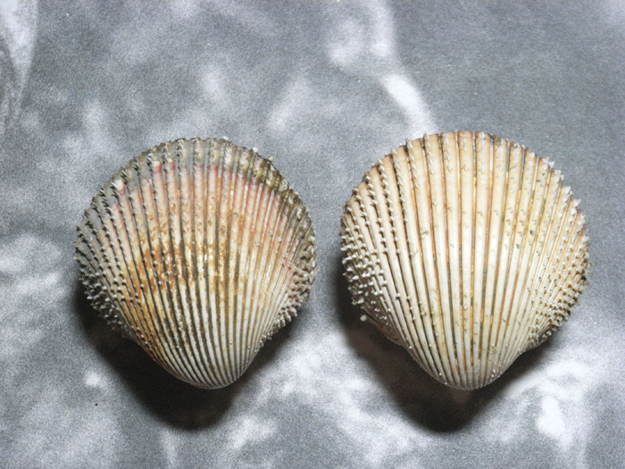 貝の標本 Vopricardium multispinsum set 2. 台湾_画像2