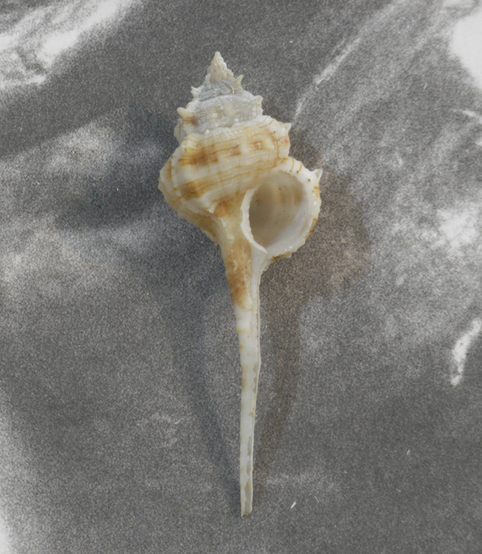 貝の標本 Vpkesimurex gallinago 70.5mm 台湾_画像2