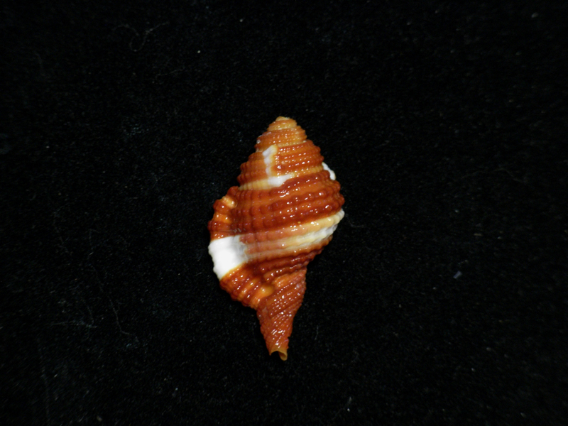 貝の標本 Cymatium bibbeyi 31.9mm._画像1