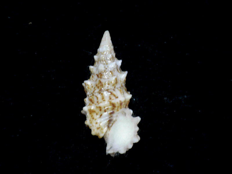 .. specimen Cerithium echinatum 44.5mm.
