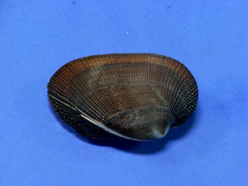 .. specimen Barbatia amyadalumtosum 41.5mm