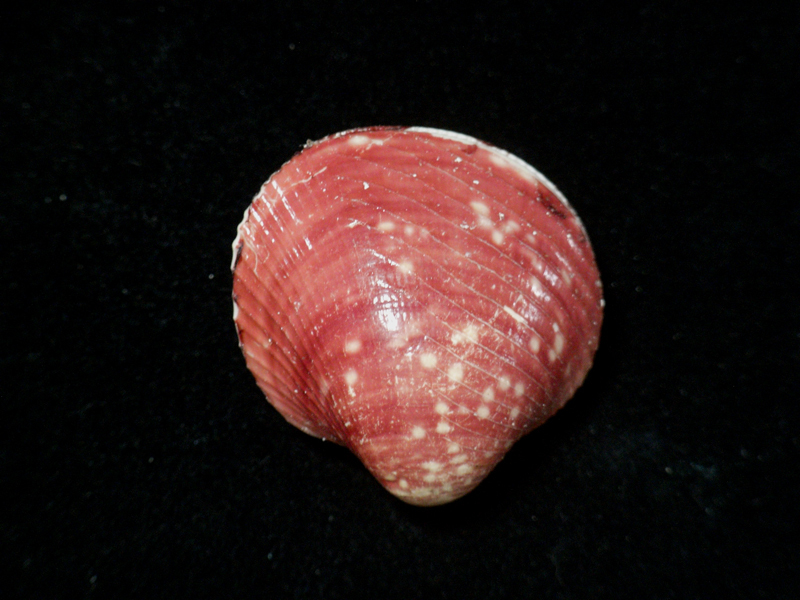 貝の標本 Lyocardium lyratum 35mm.の画像2