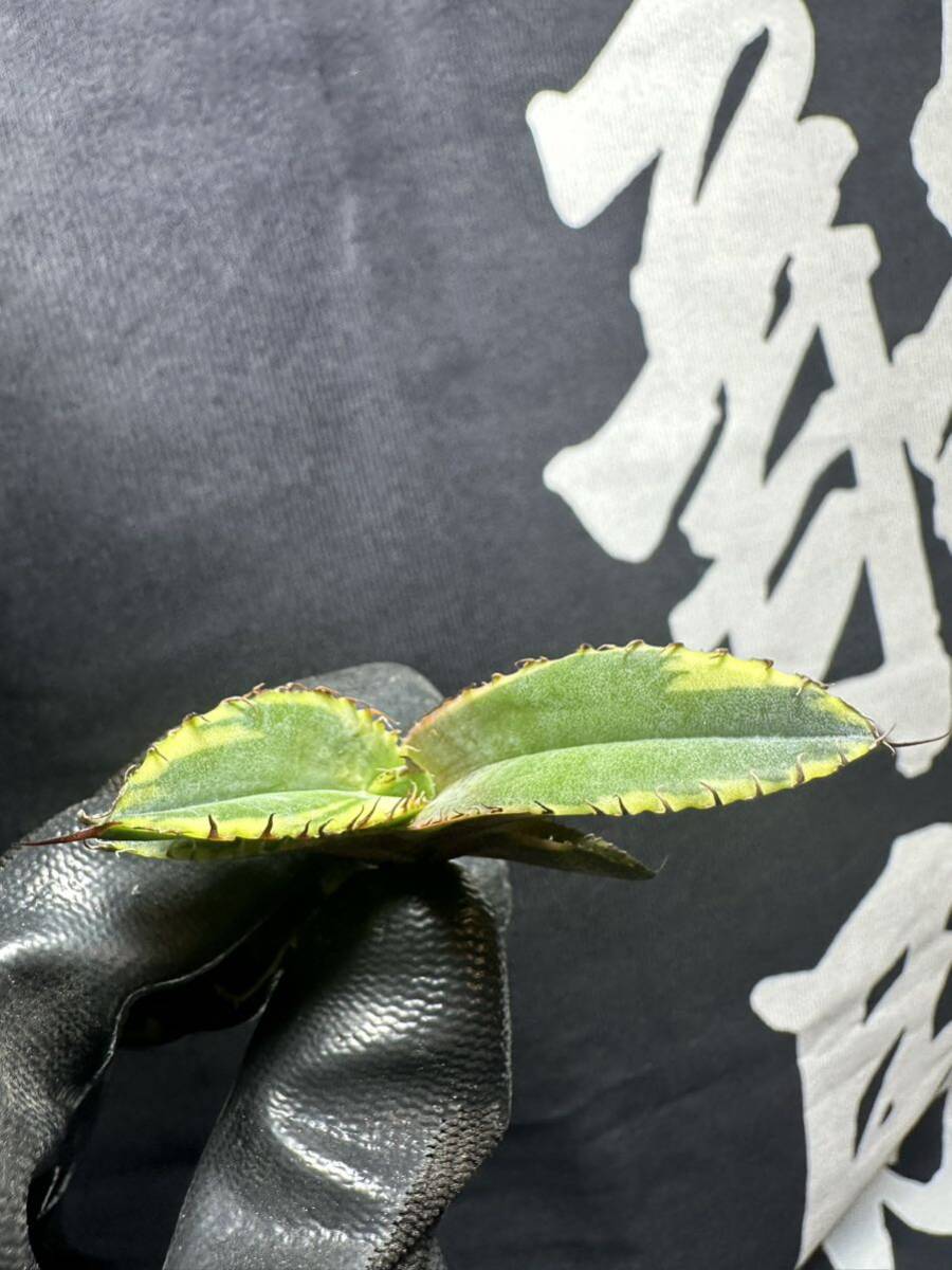 【馭龍閣】 y16特選 アガベ 多肉植物 チタノタ BB黄覆輪錦ブラックアンドブルー 濃黒棘 包葉型 極上株
