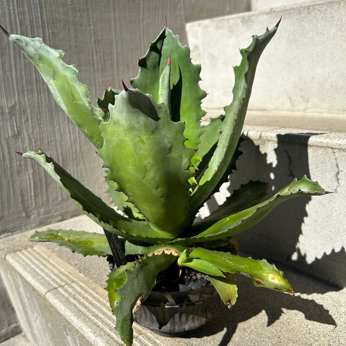 hidden agave 希少ハイブリッドアガベ その5 チタノタ×パラサナ hidden agave 希少ハイブリッドアガベ その5 チタノタ×パラサナ