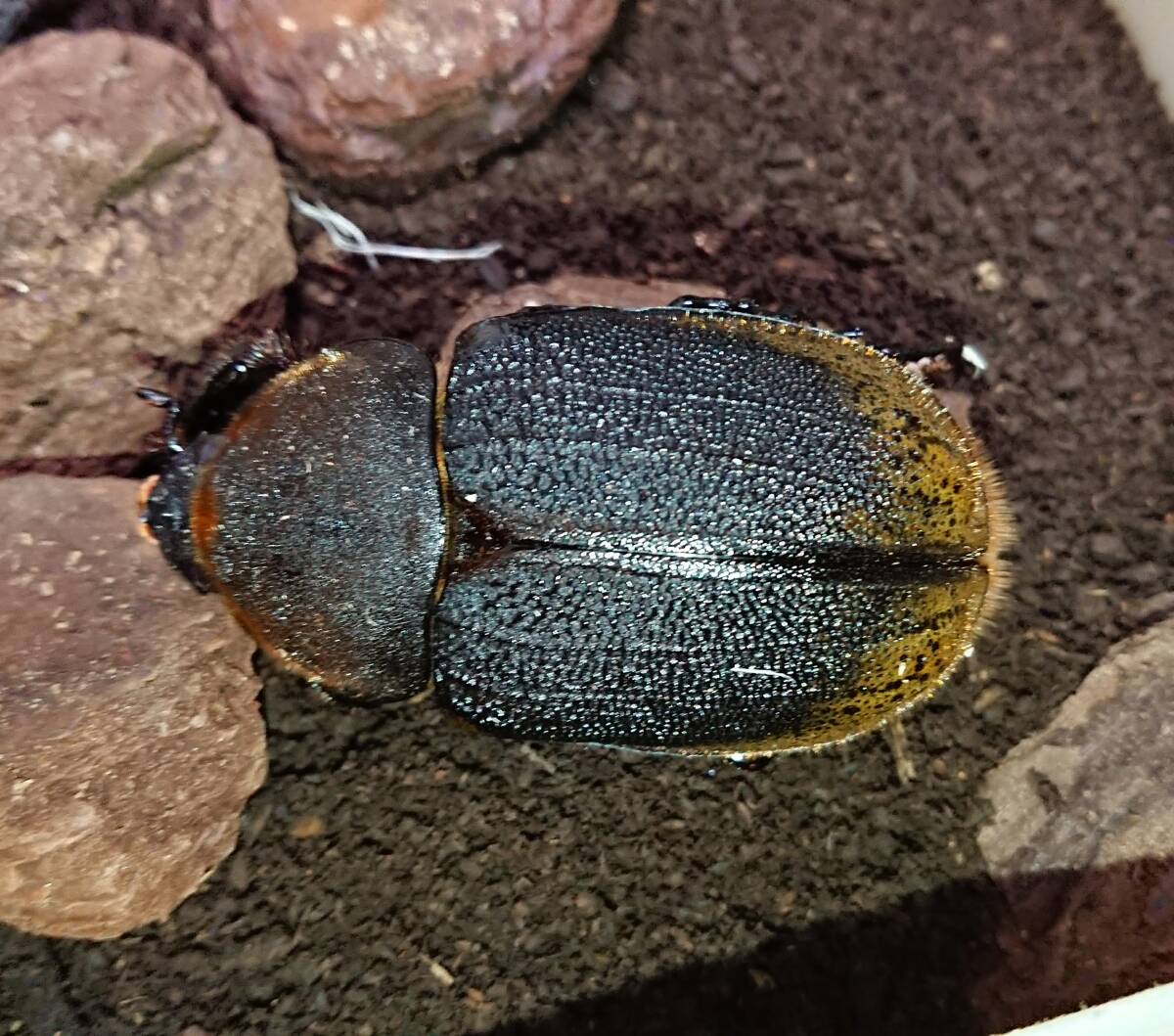 ペルー産 ヘラクレス タカクワイ 2 3齢幼虫1頭 追加可能(外国産 ペルー産 ヘラクレス タカクワイ 2 3齢幼虫1頭 追加可能(外国産