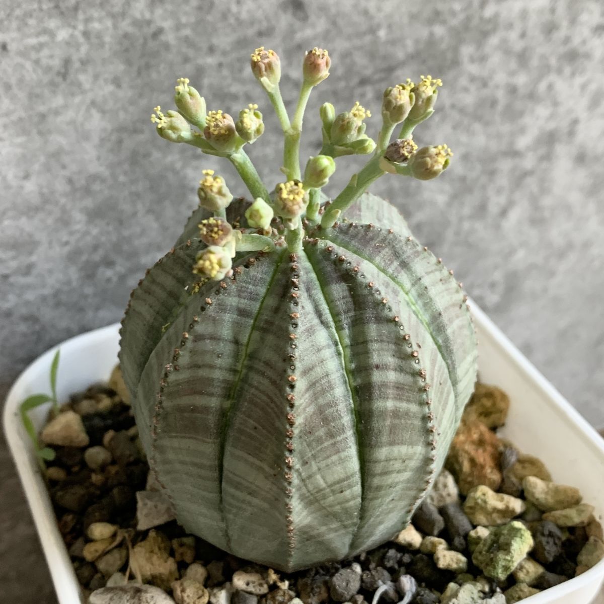 B6294 S級美模様株 選抜株 ユーフォルビア オベサ Euphorbia B6294 S級美模様株 選抜株 ユーフォルビア オベサ Euphorbia