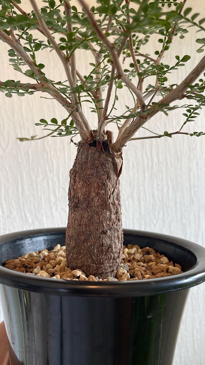 パキプス オペルクリカリア 塊根植物 灌木 コーデックス|Yahoo パキプス オペルクリカリア 塊根植物 灌木 コーデックス|Yahoo